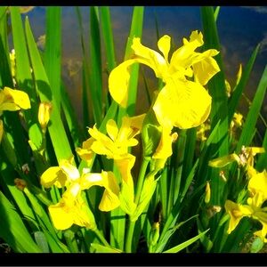 4 Yellow Flag Iris rhizomes (2026) trimmed bog ponds garden